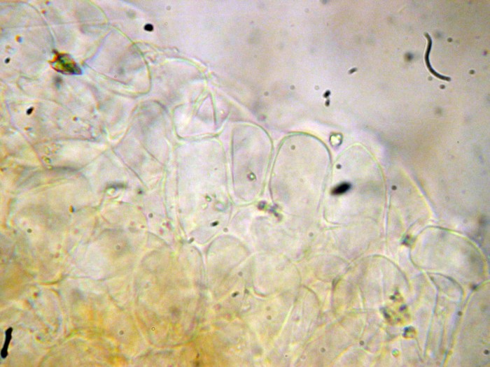 Psathyrella sp (cfr. Psathyrella tephrophylla)